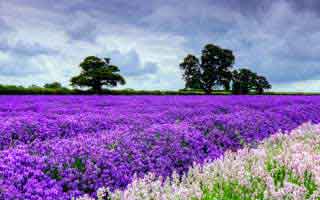 Whales Loading ENA, LINK, AAVE in Altcoin 'Rally': The Predictable Play You're Missing