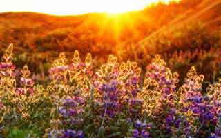 Whales Loading ENA, LINK, AAVE in Altcoin 'Rally': The Predictable Play You're Missing